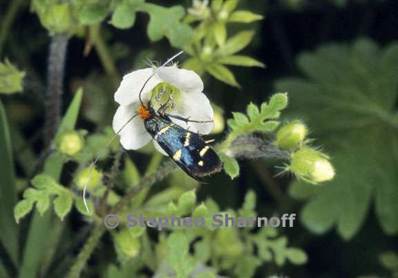 bug nemophila 1 graphic